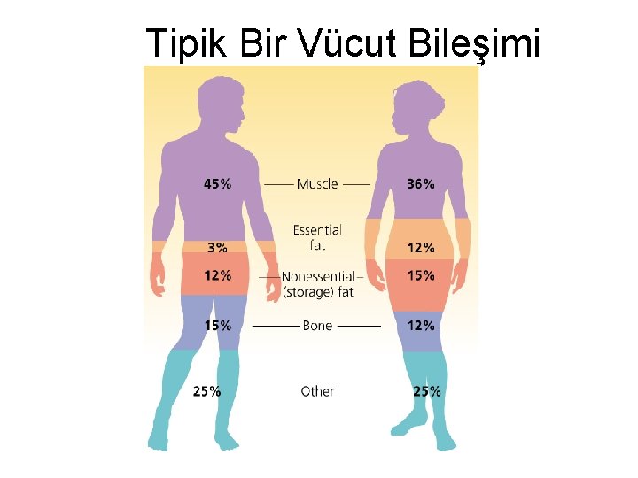 Tipik Bir Vücut Bileşimi 