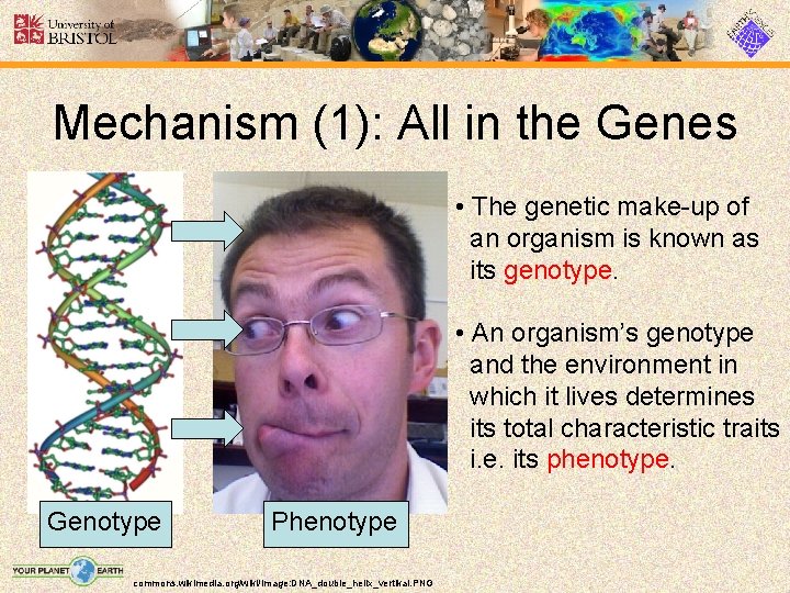 Mechanism (1): All in the Genes • The genetic make-up of an organism is