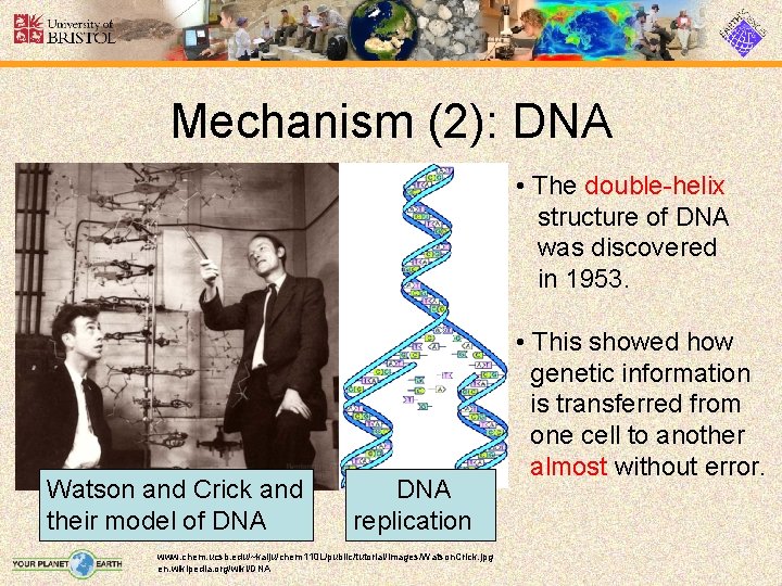 Mechanism (2): DNA • The double-helix structure of DNA was discovered in 1953. Watson