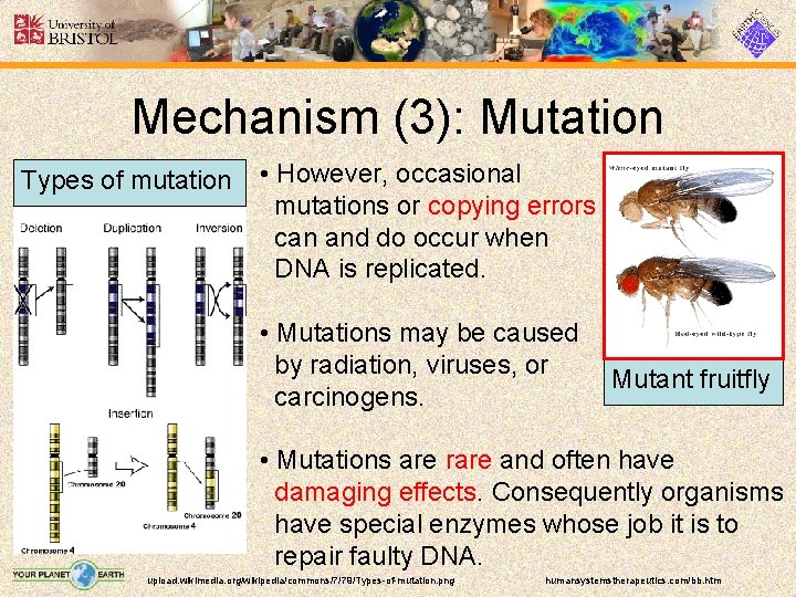 Mechanism (3): Mutation Types of mutation • However, occasional mutations or copying errors can