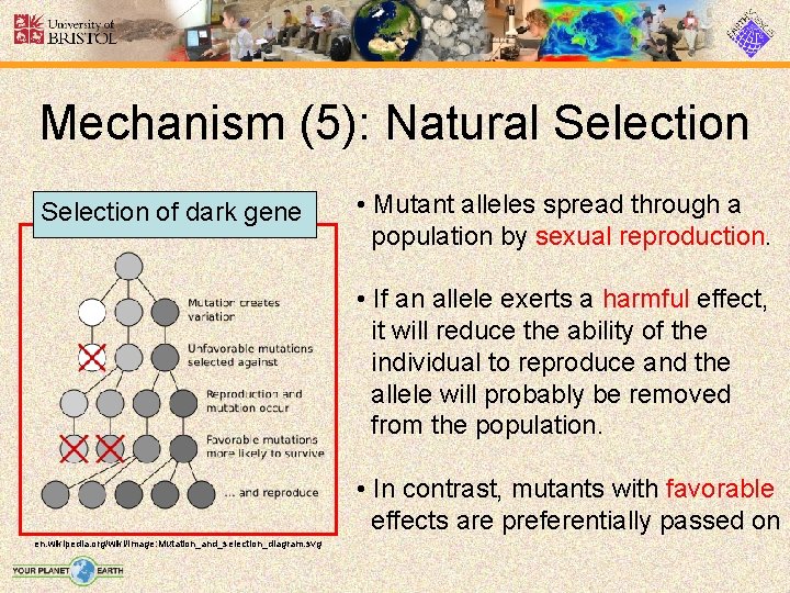 Mechanism (5): Natural Selection of dark gene • Mutant alleles spread through a population