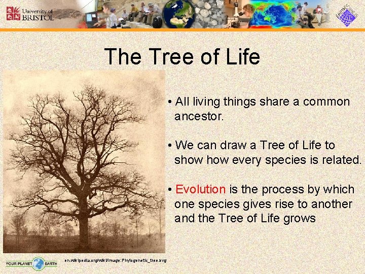 The Tree of Life • All living things share a common ancestor. • We