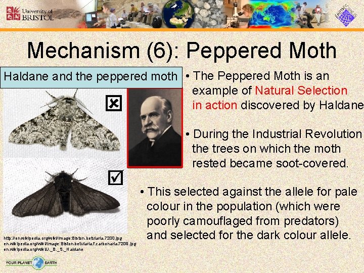 Mechanism (6): Peppered Moth Haldane and the peppered moth • The Peppered Moth is