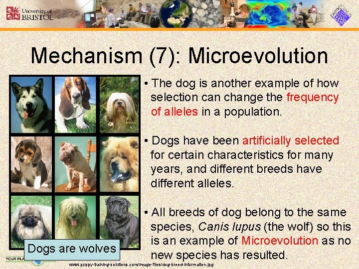 Mechanism (7): Microevolution • The dog is another example of how selection can change