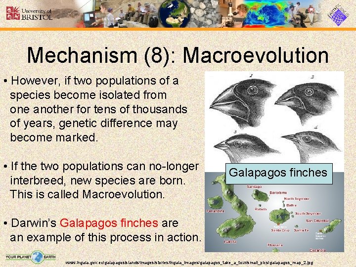 Mechanism (8): Macroevolution • However, if two populations of a species become isolated from