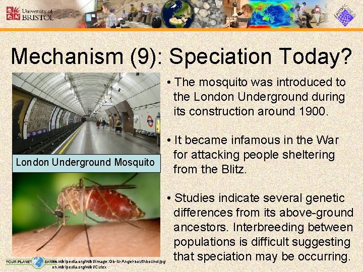 Mechanism (9): Speciation Today? • The mosquito was introduced to the London Underground during