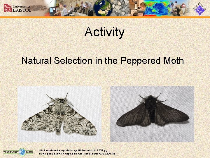 Activity Natural Selection in the Peppered Moth http: //en. wikipedia. org/wiki/Image: Biston. betularia. 7200.