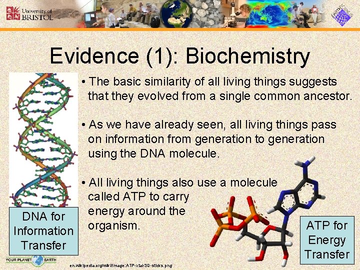 Evidence (1): Biochemistry • The basic similarity of all living things suggests that they