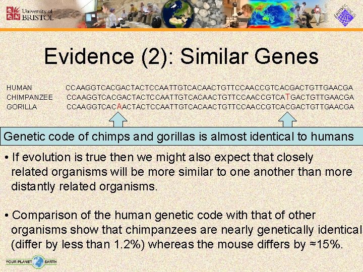 Evidence (2): Similar Genes HUMAN CHIMPANZEE GORILLA CCAAGGTCACGACTACTCCAATTGTCACAACTGTTCCAACCGTCACGACTGTTGAACGA CCAAGGTCACGACTACTCCAATTGTCACAACTGTTCCAACCGTCA TGACTGTTGAACGA CCAAGGTCACAACTACTCCAATTGTCACAACTGTTCCAACCGTCACGACTGTTGAACGA Genetic code of