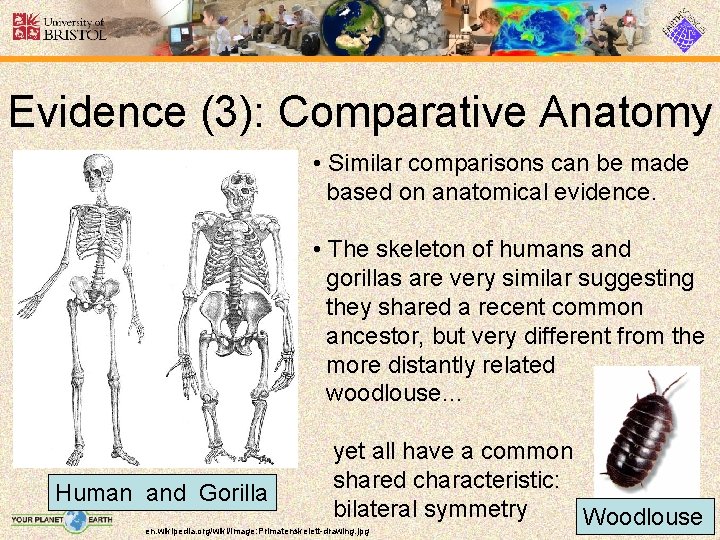 Evidence (3): Comparative Anatomy • Similar comparisons can be made based on anatomical evidence.