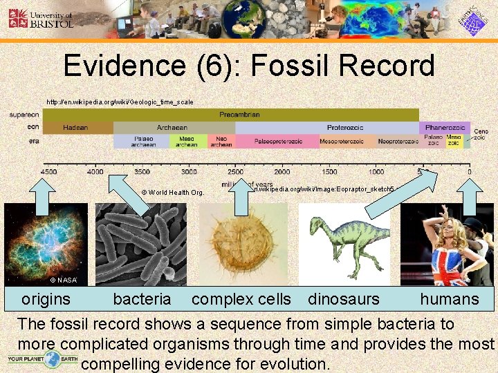 Evidence (6): Fossil Record http: //en. wikipedia. org/wiki/Geologic_time_scale © World Health Org. en. wikipedia.