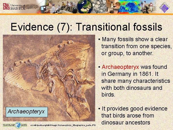 Evidence (7): Transitional fossils • Many fossils show a clear transition from one species,