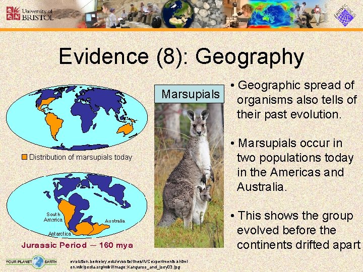 Evidence (8): Geography • Geographic spread of Marsupials organisms also tells of their past
