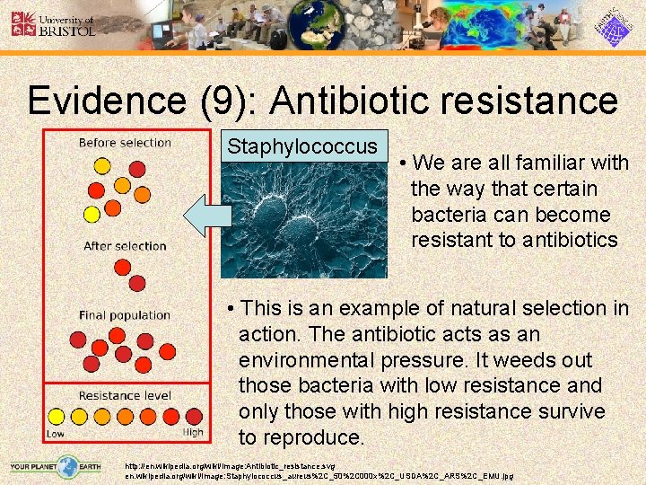 Evidence (9): Antibiotic resistance Staphylococcus • We are all familiar with the way that