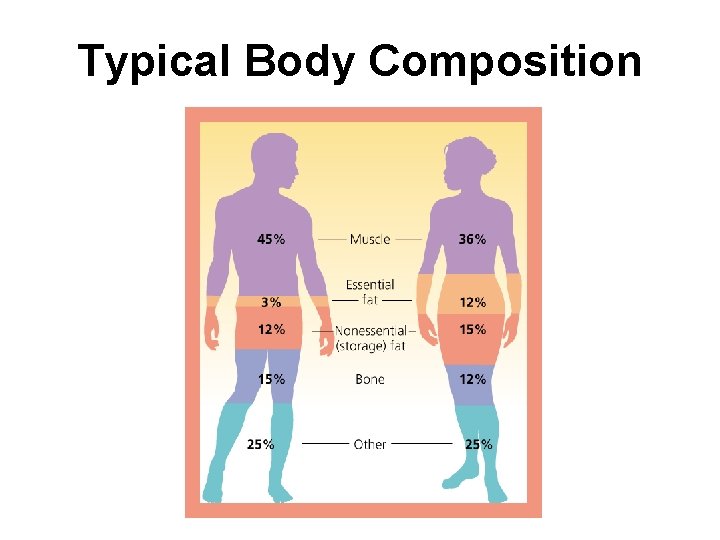 Typical Body Composition 