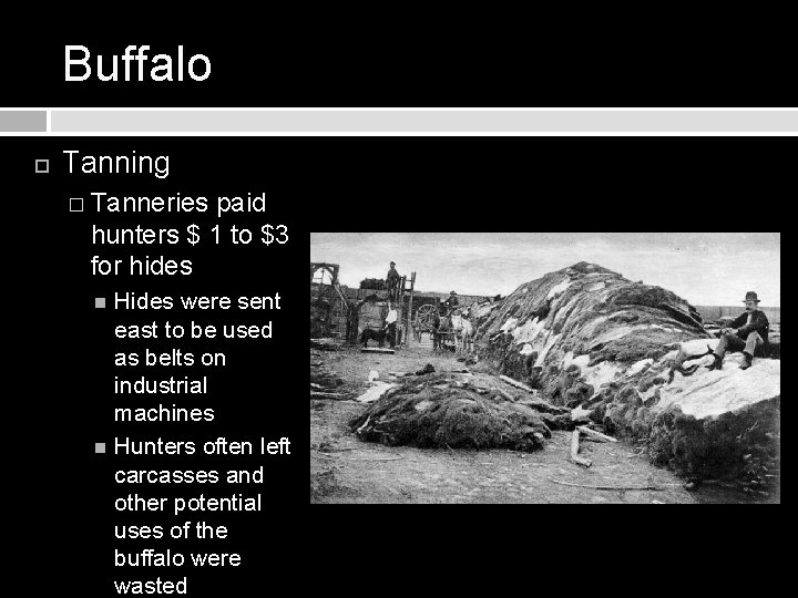 Buffalo Tanning � Tanneries paid hunters $ 1 to $3 for hides Hides were