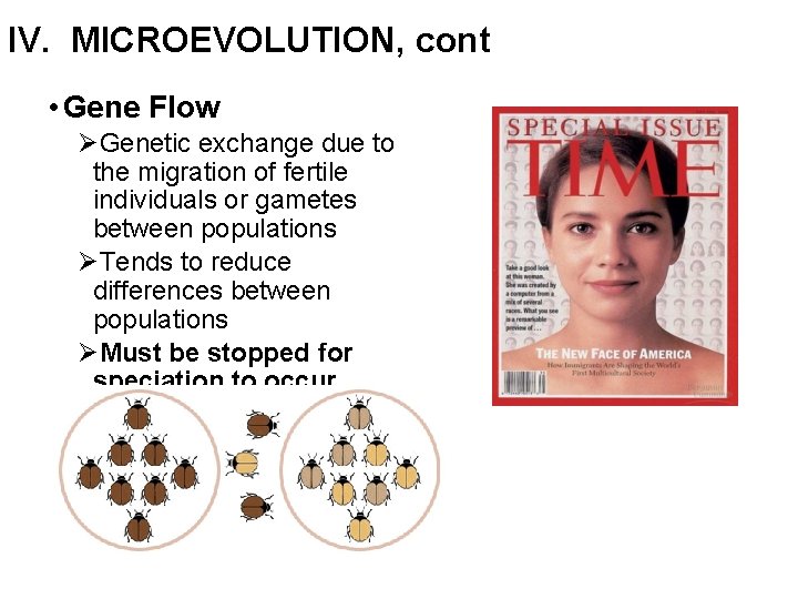 IV. MICROEVOLUTION, cont • Gene Flow ØGenetic exchange due to the migration of fertile