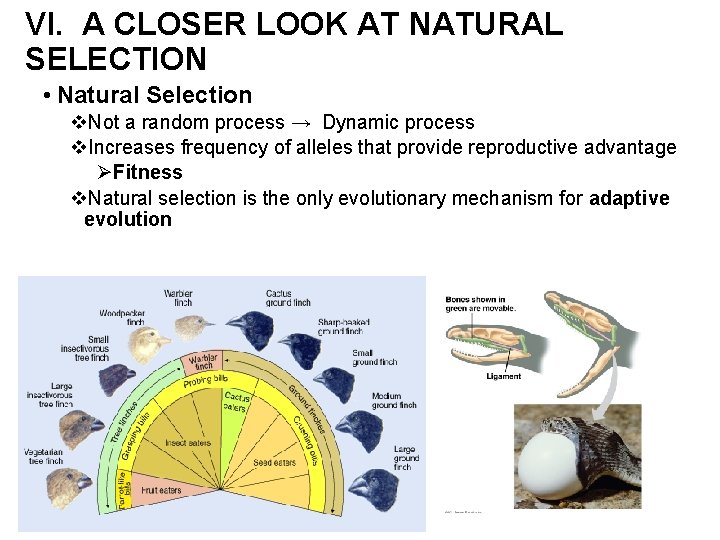 VI. A CLOSER LOOK AT NATURAL SELECTION • Natural Selection v. Not a random