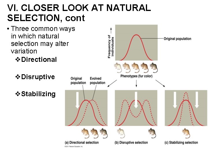 VI. CLOSER LOOK AT NATURAL SELECTION, cont • Three common ways in which natural