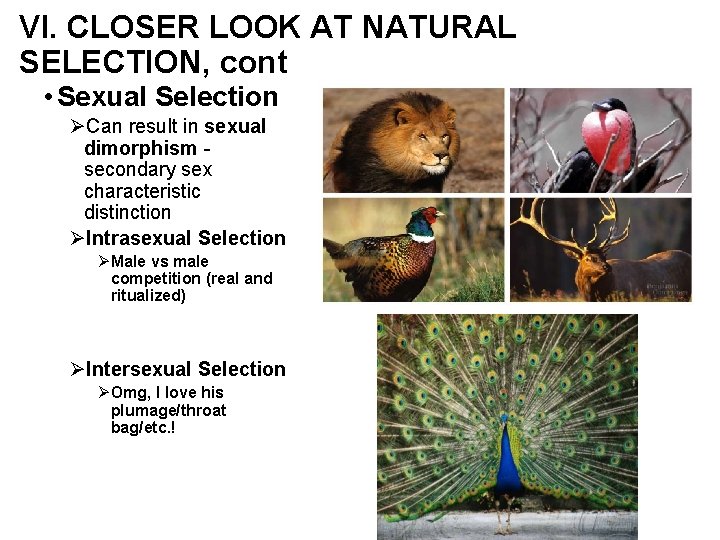 VI. CLOSER LOOK AT NATURAL SELECTION, cont • Sexual Selection ØCan result in sexual