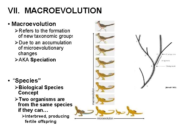VII. MACROEVOLUTION • Macroevolution ØRefers to the formation of new taxonomic groups ØDue to