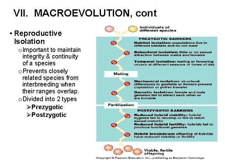 VII. MACROEVOLUTION, cont • Reproductive Isolation o Important to maintain integrity & continuity of