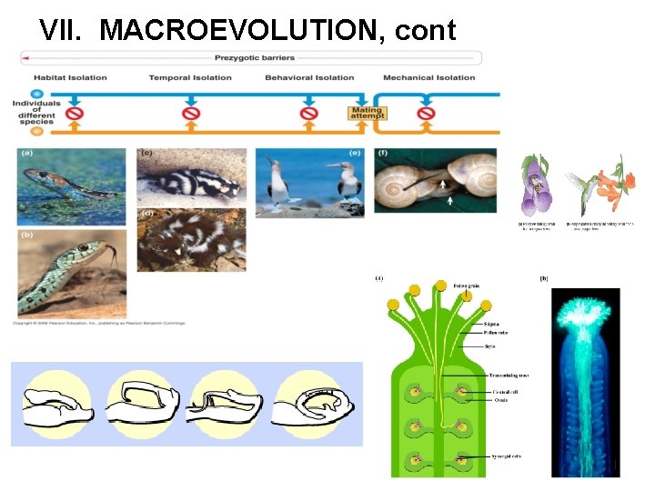 VII. MACROEVOLUTION, cont 