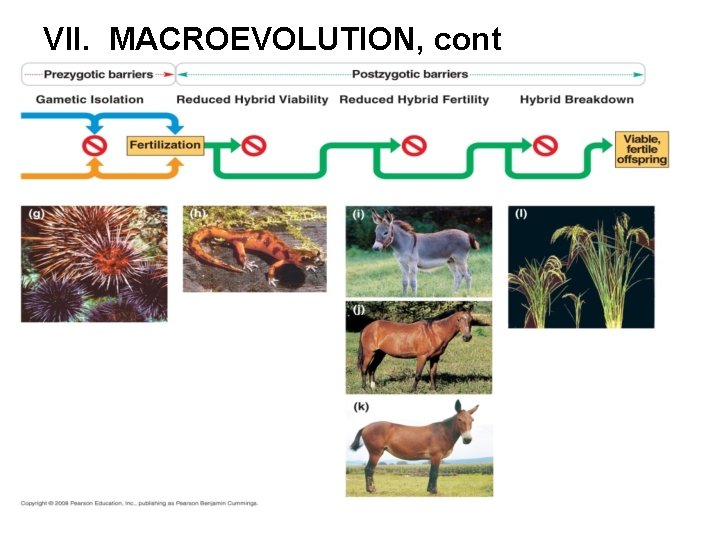 VII. MACROEVOLUTION, cont 