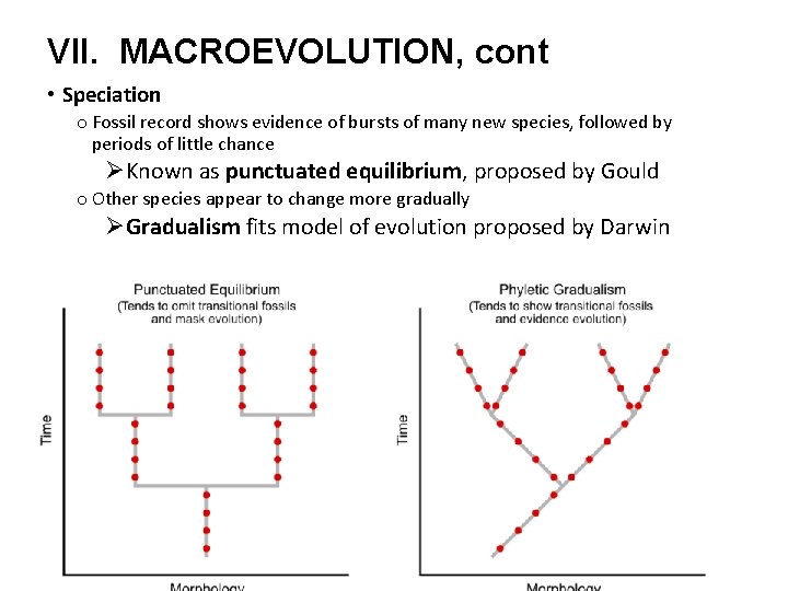 VII. MACROEVOLUTION, cont • Speciation o Fossil record shows evidence of bursts of many