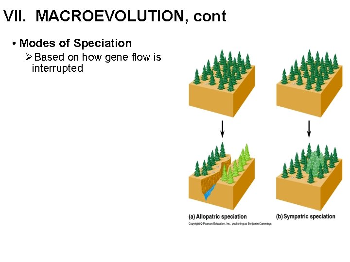VII. MACROEVOLUTION, cont • Modes of Speciation ØBased on how gene flow is interrupted