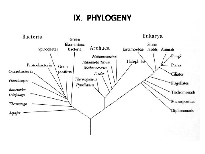 IX. PHYLOGENY 