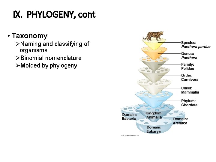 IX. PHYLOGENY, cont • Taxonomy ØNaming and classifying of organisms ØBinomial nomenclature ØMolded by