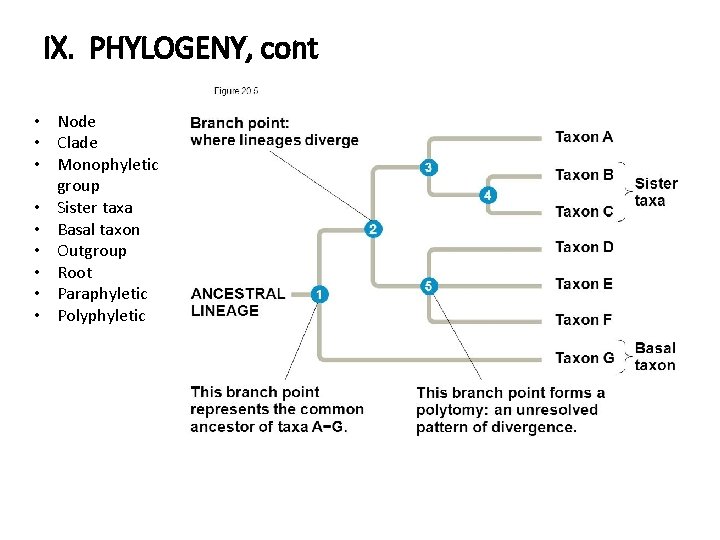 IX. PHYLOGENY, cont • Node • Clade • Monophyletic group • Sister taxa •