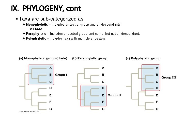 IX. PHYLOGENY, cont § Taxa are sub-categorized as Ø Monophyletic – Includes ancestral group