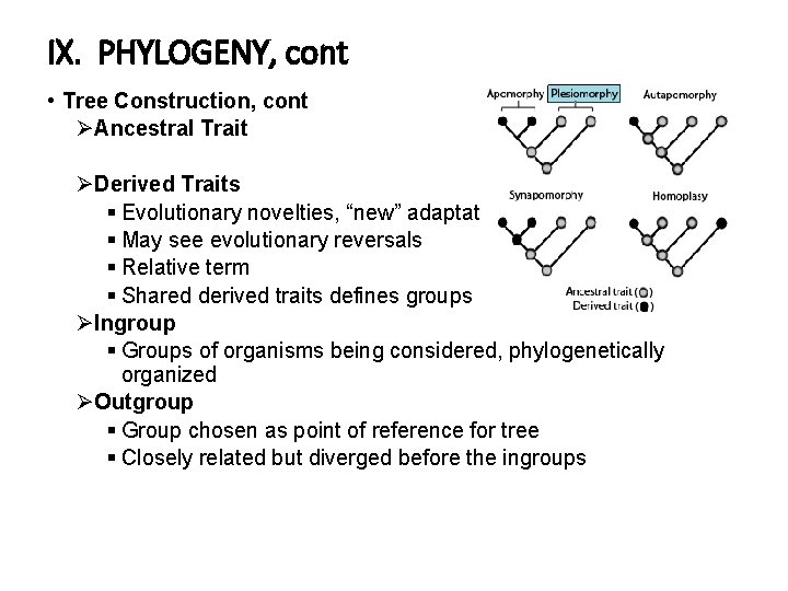 IX. PHYLOGENY, cont • Tree Construction, cont ØAncestral Trait ØDerived Traits § Evolutionary novelties,