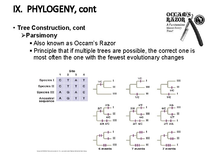 IX. PHYLOGENY, cont • Tree Construction, cont ØParsimony § Also known as Occam’s Razor