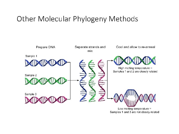 Other Molecular Phylogeny Methods 