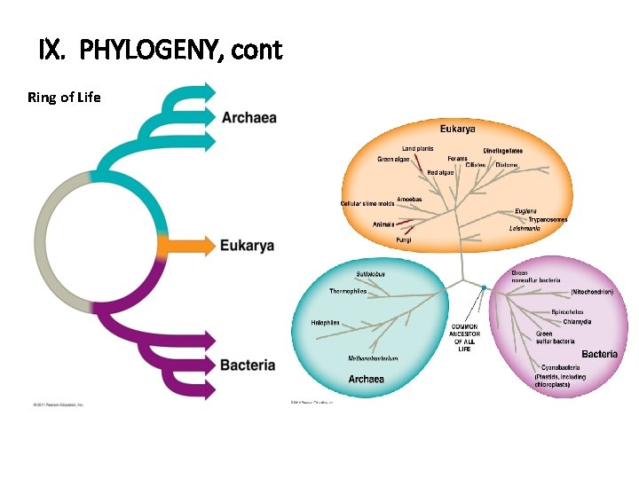 IX. PHYLOGENY, cont Ring of Life 