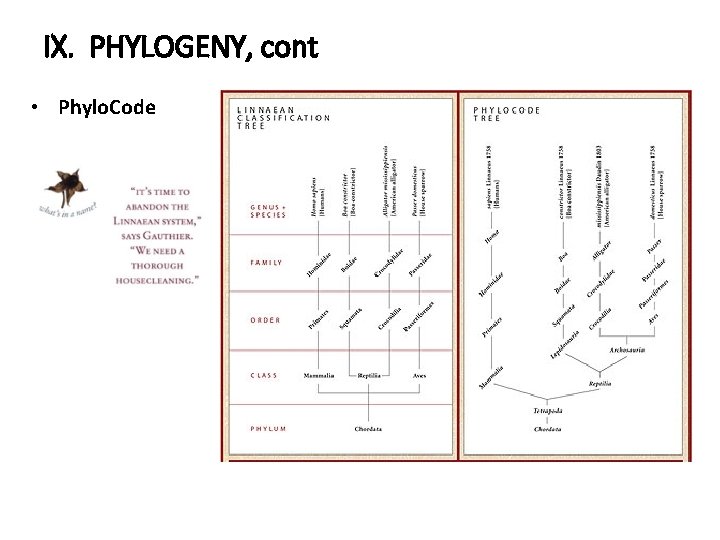 IX. PHYLOGENY, cont • Phylo. Code 