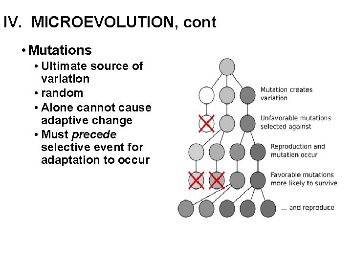 IV. MICROEVOLUTION, cont • Mutations • Ultimate source of variation • random • Alone
