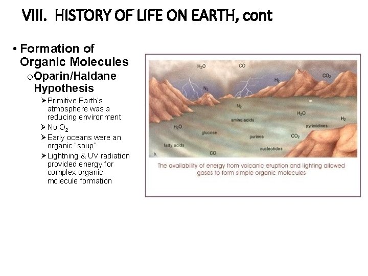 VIII. HISTORY OF LIFE ON EARTH, cont • Formation of Organic Molecules o. Oparin/Haldane