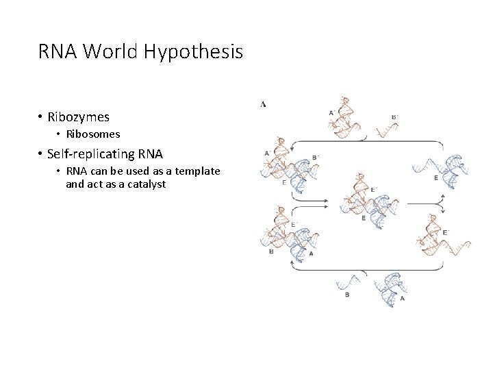RNA World Hypothesis • Ribozymes • Ribosomes • Self-replicating RNA • RNA can be