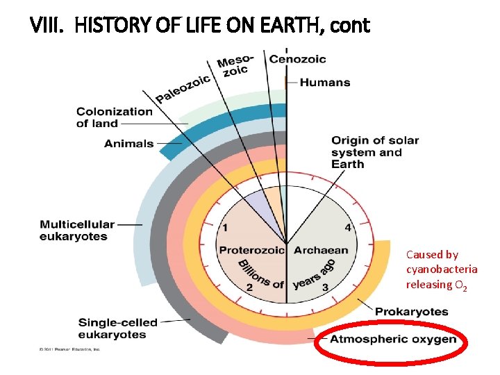 VIII. HISTORY OF LIFE ON EARTH, cont Caused by cyanobacteria releasing O 2 
