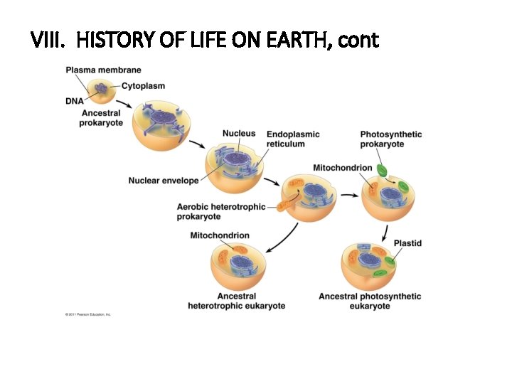 VIII. HISTORY OF LIFE ON EARTH, cont 