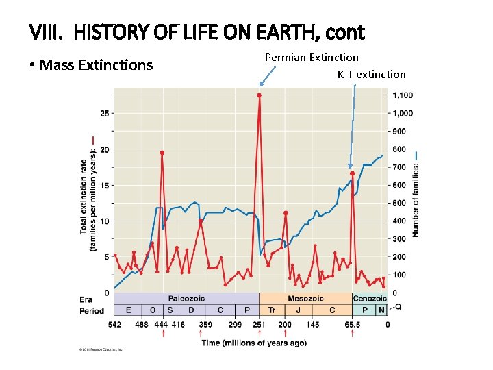 VIII. HISTORY OF LIFE ON EARTH, cont • Mass Extinctions Permian Extinction K-T extinction