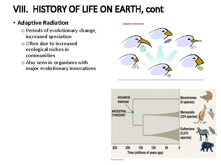 VIII. HISTORY OF LIFE ON EARTH, cont • Adaptive Radiation o Periods of evolutionary