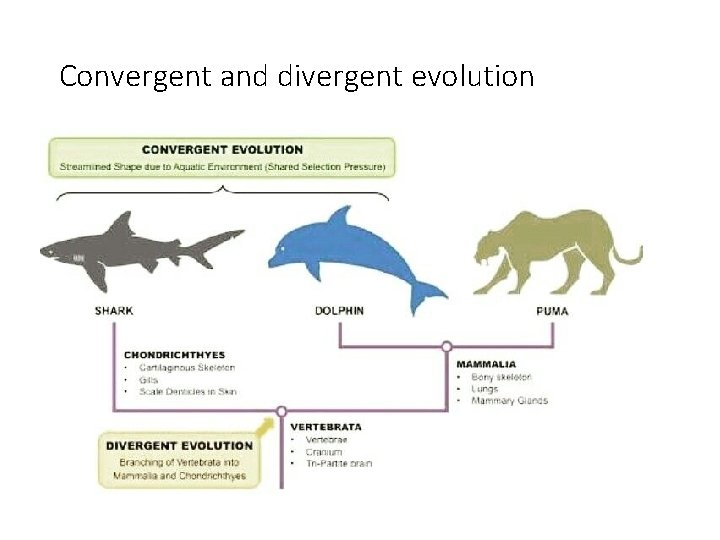 Convergent and divergent evolution 