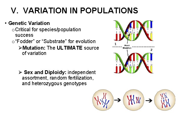 V. VARIATION IN POPULATIONS • Genetic Variation o Critical for species/population success o “Fodder”