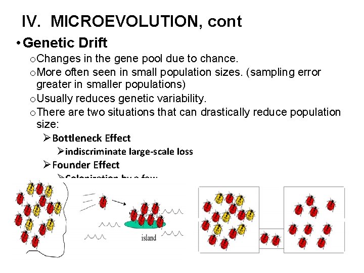 IV. MICROEVOLUTION, cont • Genetic Drift o. Changes in the gene pool due to