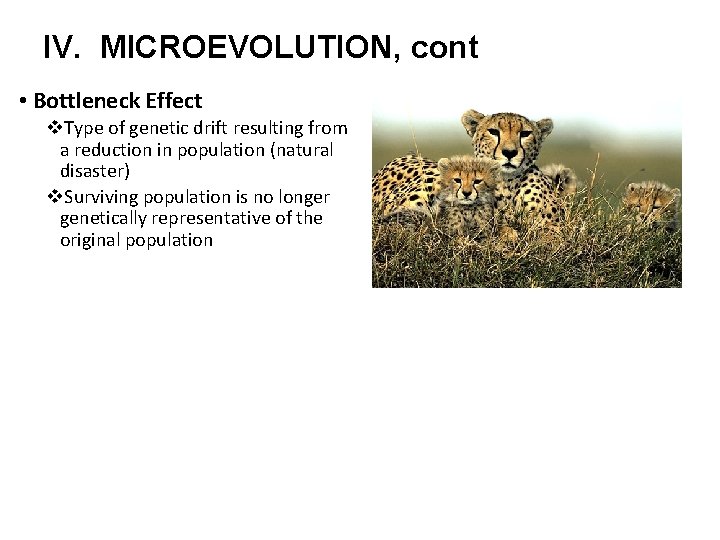 IV. MICROEVOLUTION, cont • Bottleneck Effect v. Type of genetic drift resulting from a